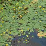 Como limpar um lago invadido por nenúfares?