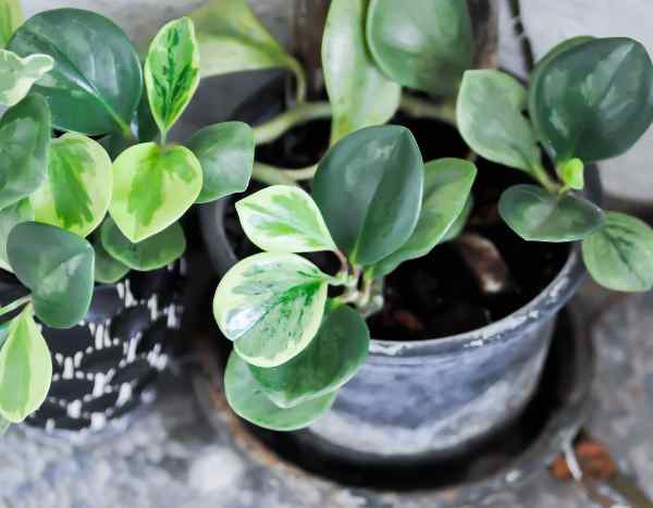 Como mudar um Peperomia de vaso?