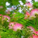 Albízia e solos secos: uma árvore ornamental adaptada às alterações climáticas