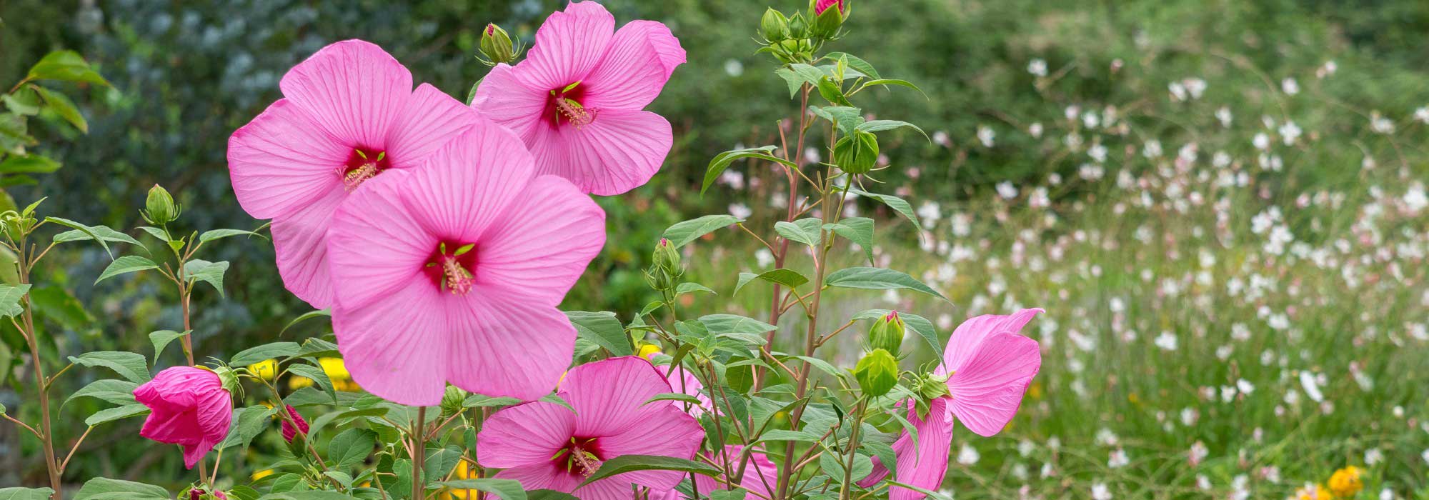 Combinar os hibiscos-dos-pântanos: 5 ideias para um canteiro exuberante