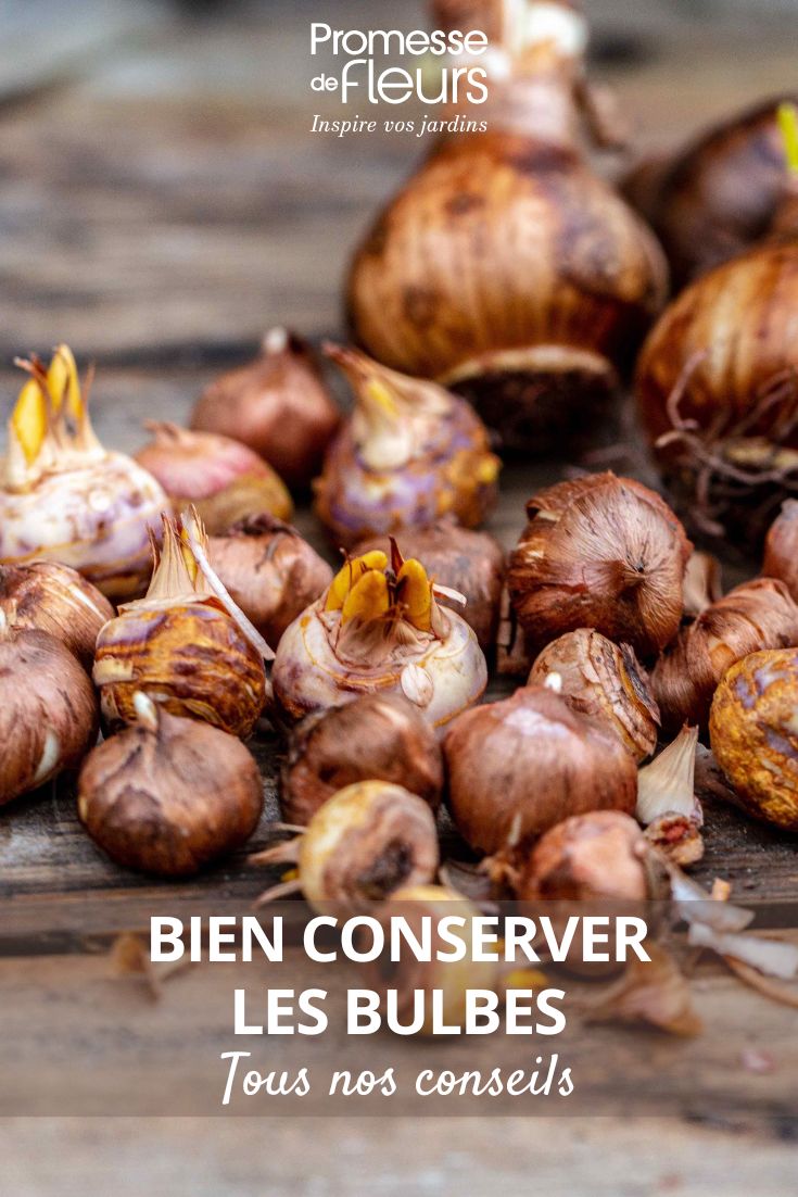 Bolbos de açafrão e narciso
