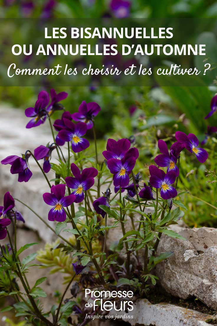 Conselhos para escolher e cultivar plantas bienais