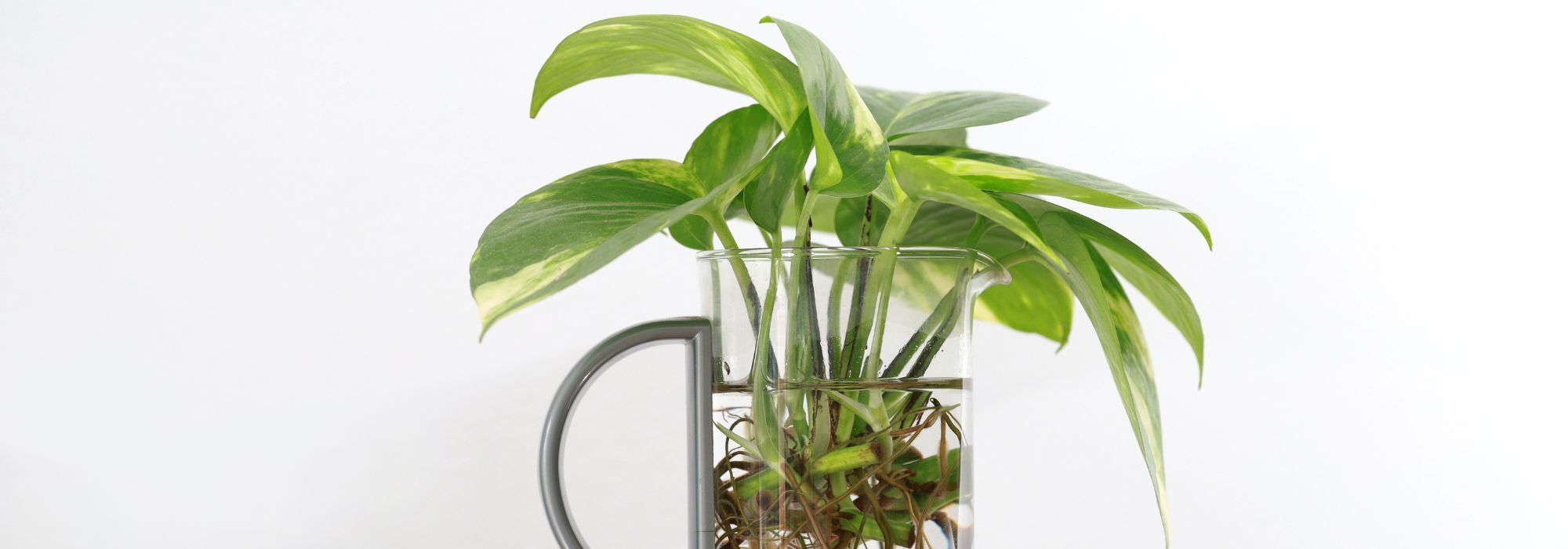 Que plantas se podem propagar por estaca em água?
