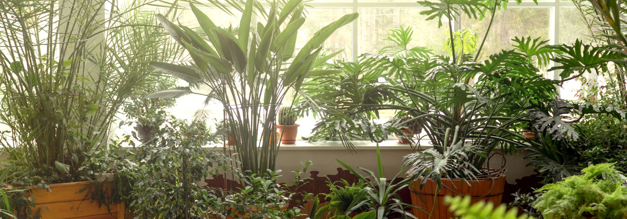 Os nossos conselhos para fazer estacas das suas plantas de interior com facilidade!