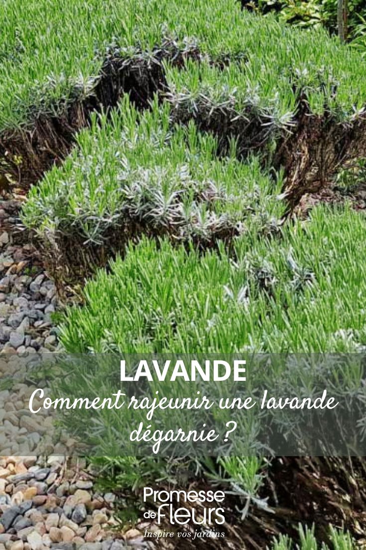 Cuidados a ter com uma alfazema velha