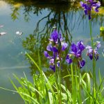 Criar um lago natural sem bomba nem filtro: será possível?