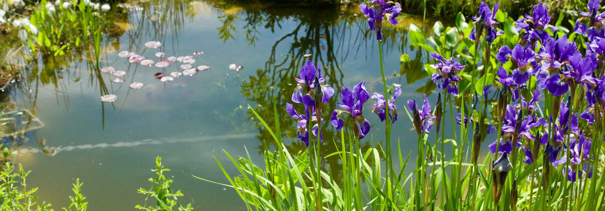 Criar um lago natural sem bomba nem filtro: será possível?