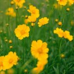 Como dividir as coreópsis para as rejuvenescer e multiplicar?