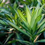 Como fazer estacas de dracena facilmente?