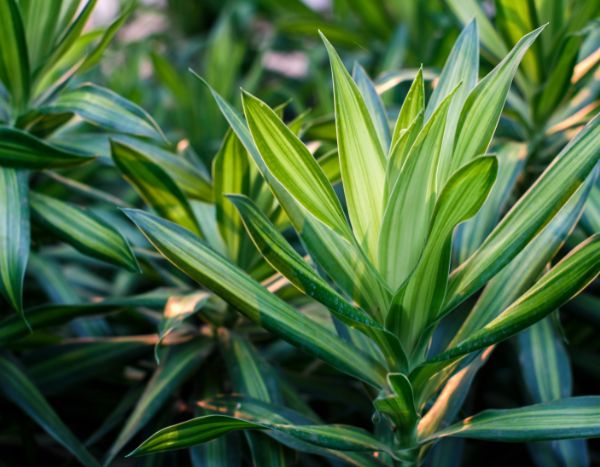 Como fazer estacas de dracena facilmente?