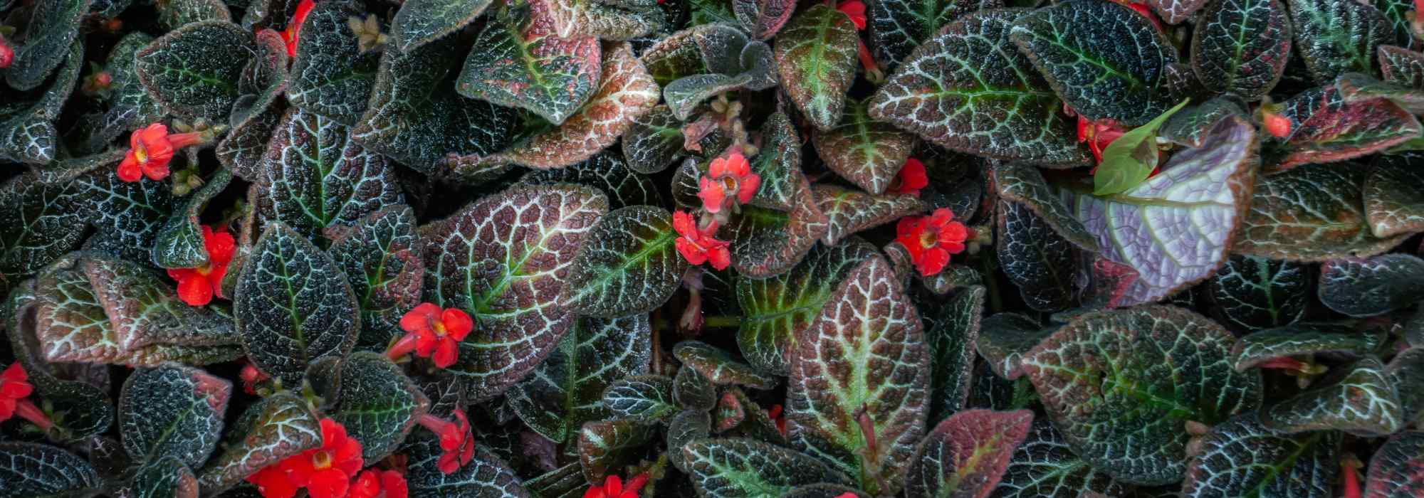 Episcia: cuidados, cultivo no interior, estaca