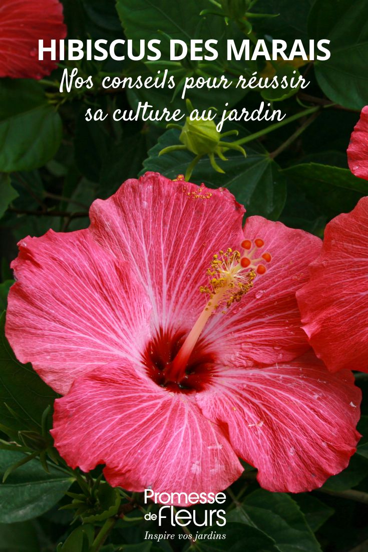 flor de hibisco-dos-pântanos