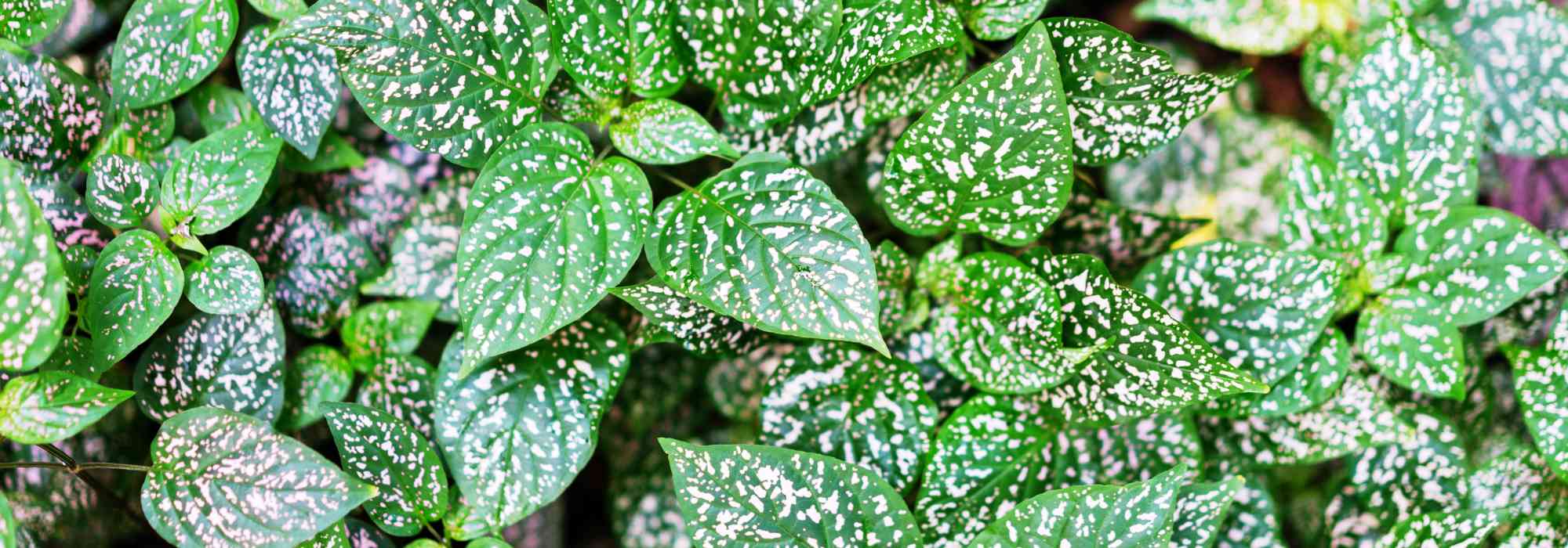 Hypoestes phyllostachya – hipoestes: tudo o que precisa de saber