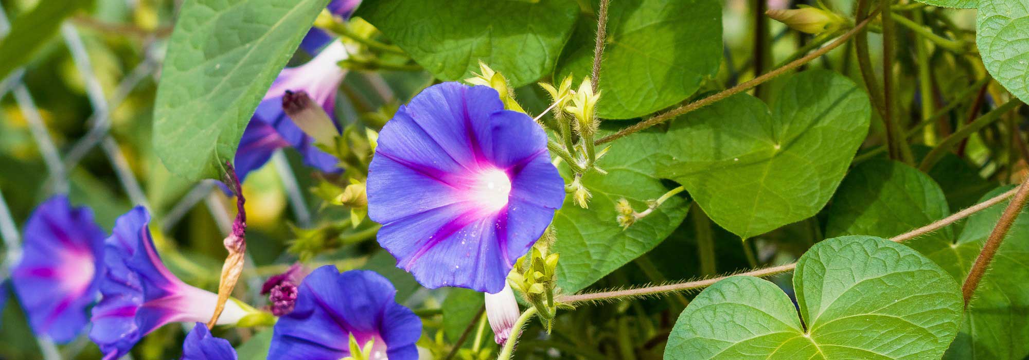 Ipomeia: Como cultivar com sucesso em plena terra ou em vaso?