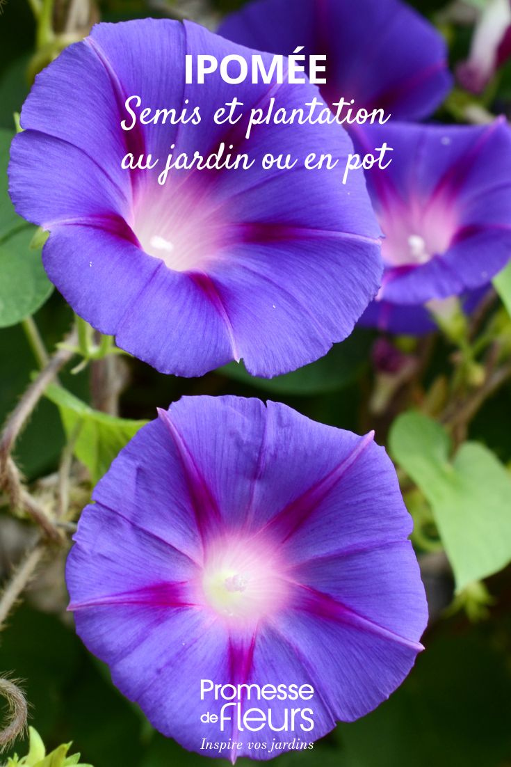 flores malvas de ipomeia