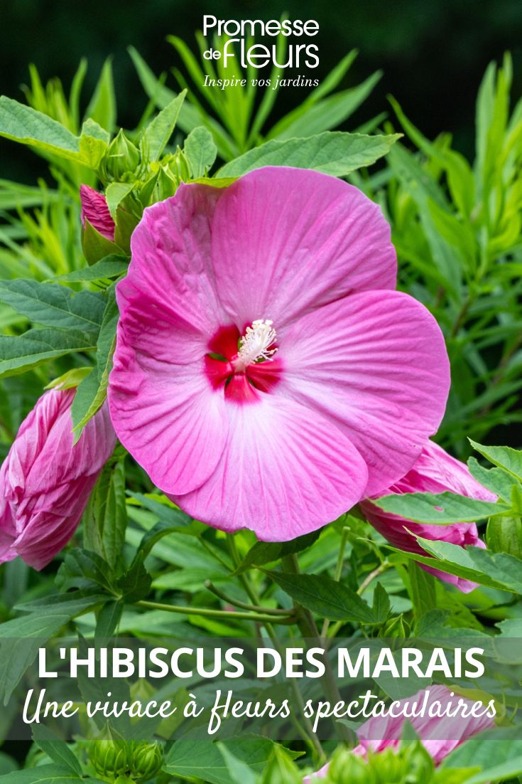 Hibisco-dos-pântanos cor-de-rosa