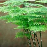 Como multiplicar o Asparagus?