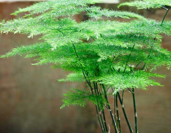 Como multiplicar o Asparagus?