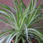 Como multiplicar facilmente a planta-aranha?