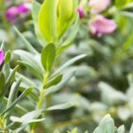 Proteger a Polygala do frio: os nossos conselhos para o inverno