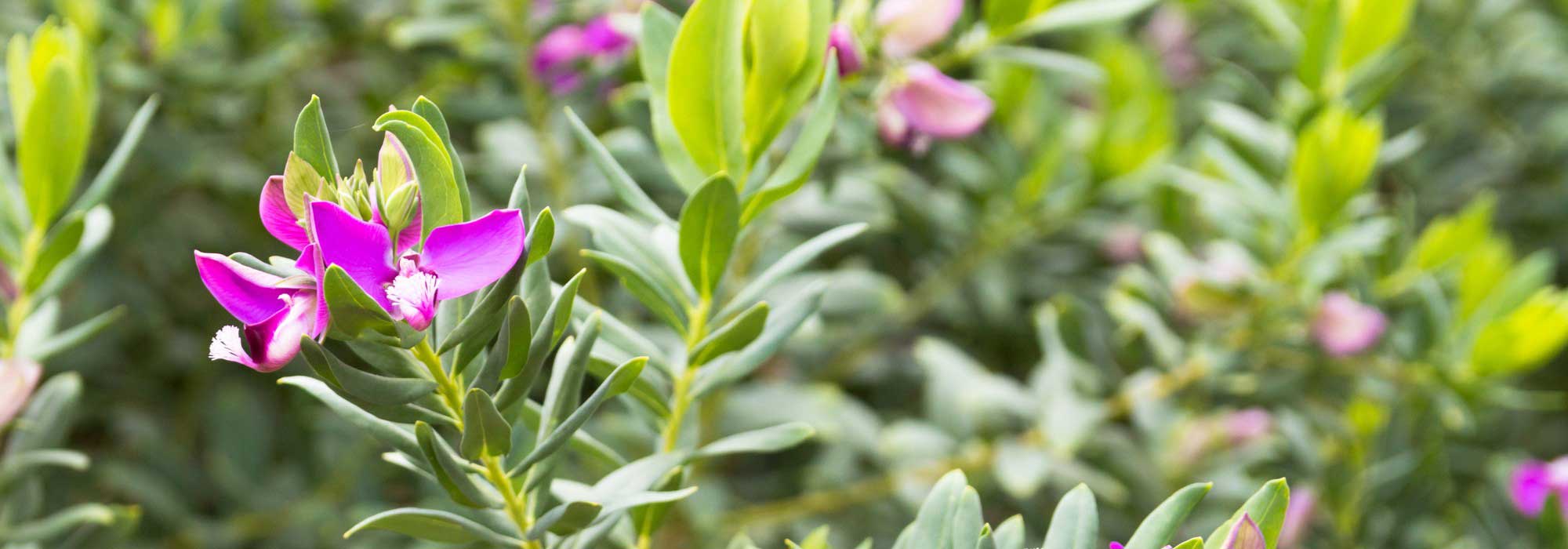 Proteger a Polygala do frio: os nossos conselhos para o inverno