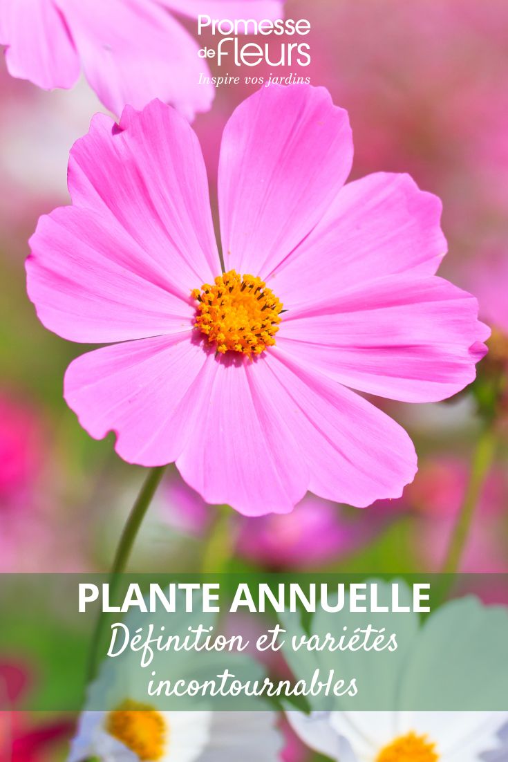 flor de cosmos
