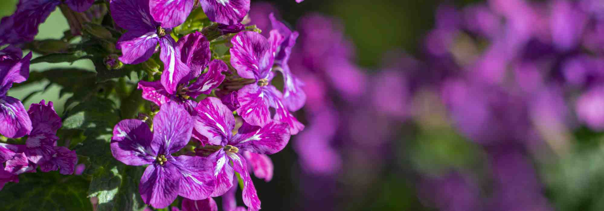 As plantas bienais ou anuais de outono: para plantar no jardim a partir de setembro!