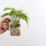 Como fazer estacas facilmente em água para multiplicar as suas plantas?