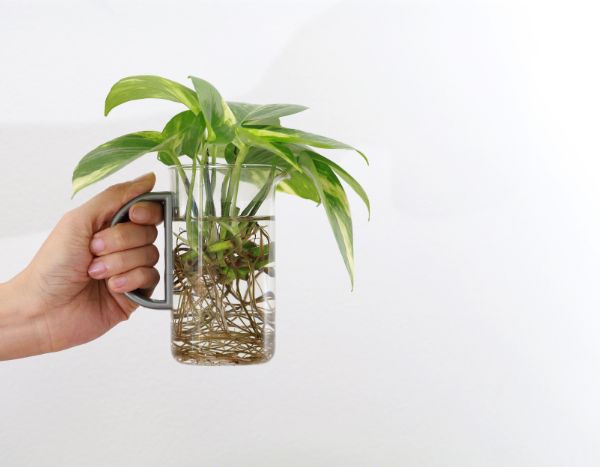 Como fazer estacas facilmente em água para multiplicar as suas plantas?