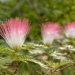 Como semear a albízia para obter belas plantas jovens?