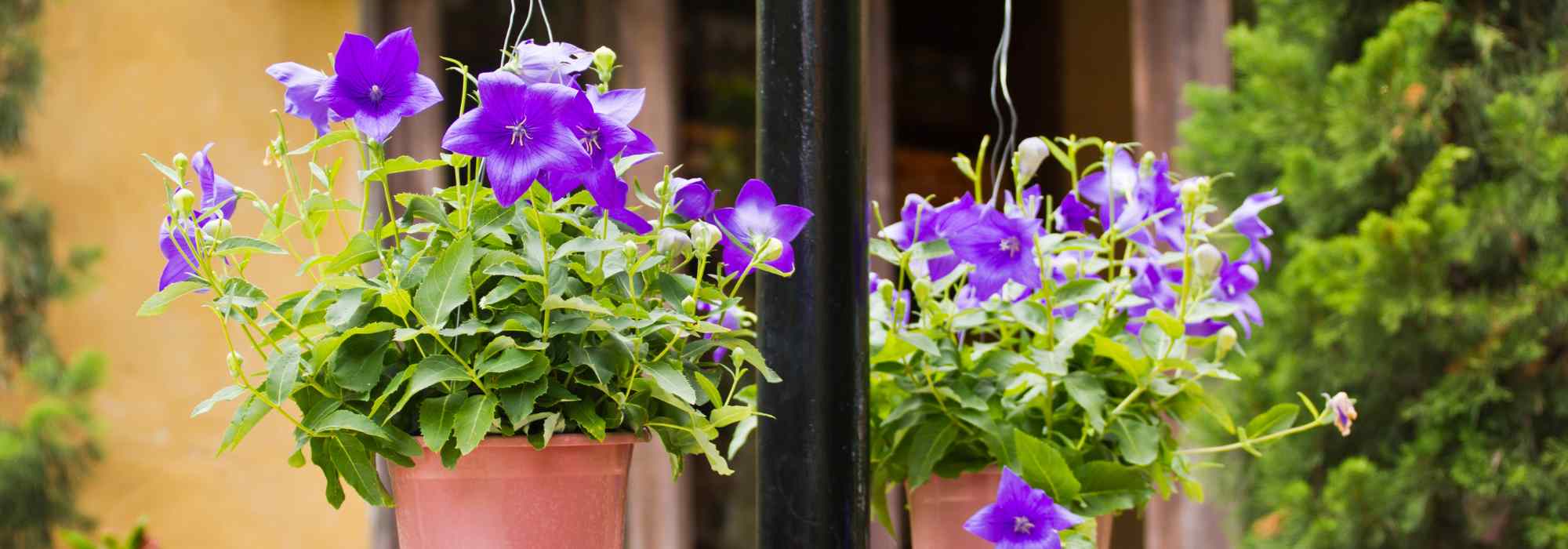 Como cultivar um Platycodon em vaso?