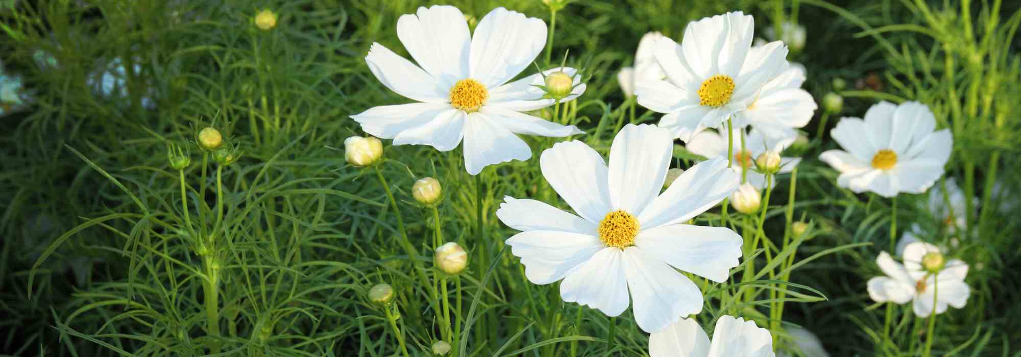 Plantas anuais de longa floração: desfrute de canteiros coloridos até às primeiras geadas