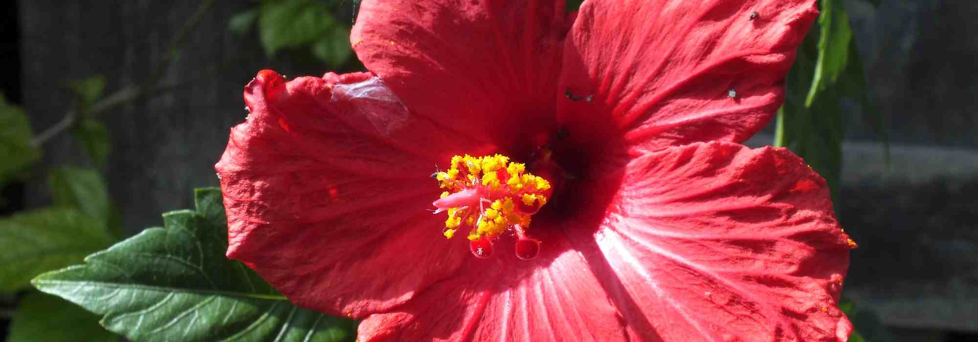 Tudo sobre o hibisco-dos-pântanos, uma impressionante planta perene com flor