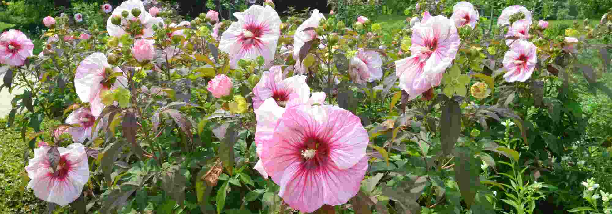 Como cultivar um hibisco-dos-pântanos no jardim?