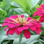 O que é uma planta anual? Definição simples e variedades indispensáveis