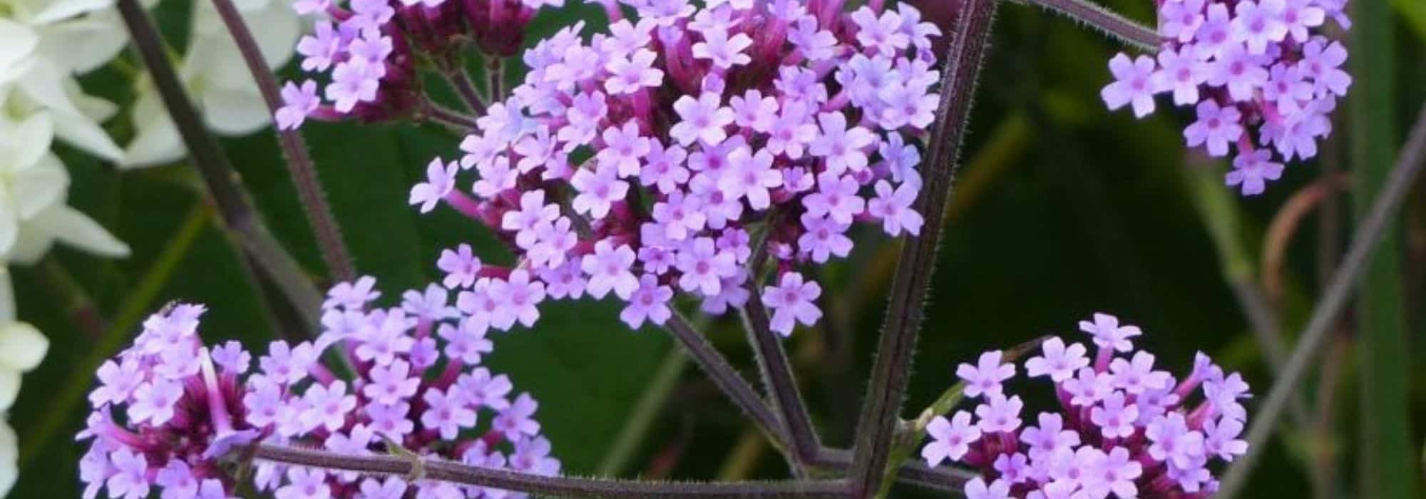 Como plantar e cuidar com sucesso da verbena de Buenos Aires?