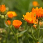 Plantas anuais de crescimento rápido: um jardim florido em tempo recorde