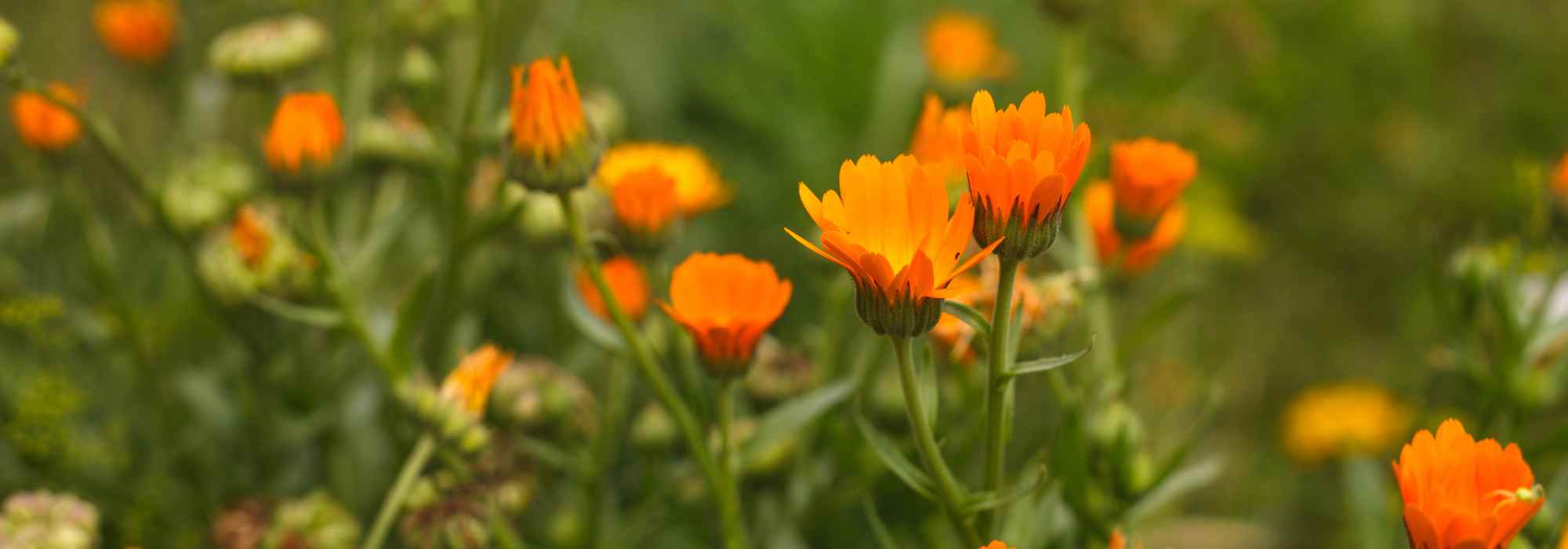 Plantas anuais de crescimento rápido: um jardim florido em tempo recorde