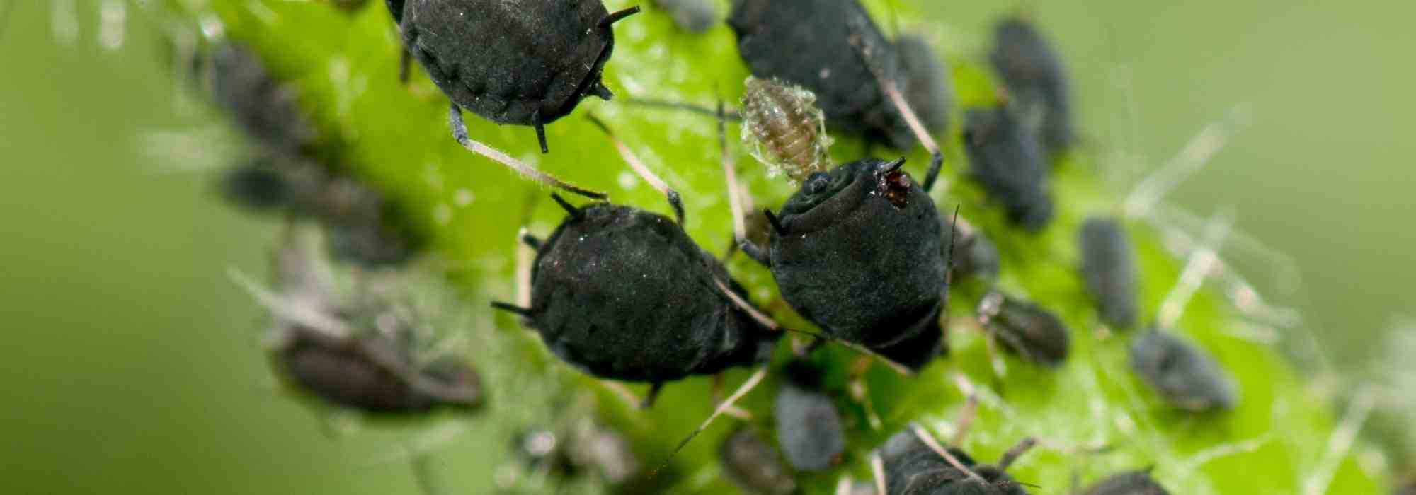 Semear flores na horta: uma solução natural contra os pulgões