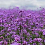Como colher e semear as sementes de verbena de Buenos Aires?
