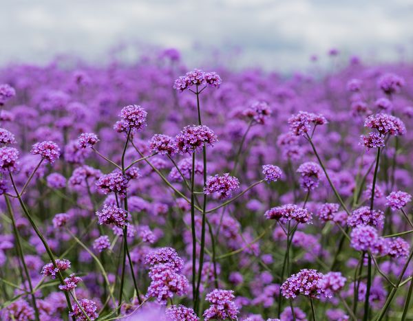 Como colher e semear as sementes de verbena de Buenos Aires?
