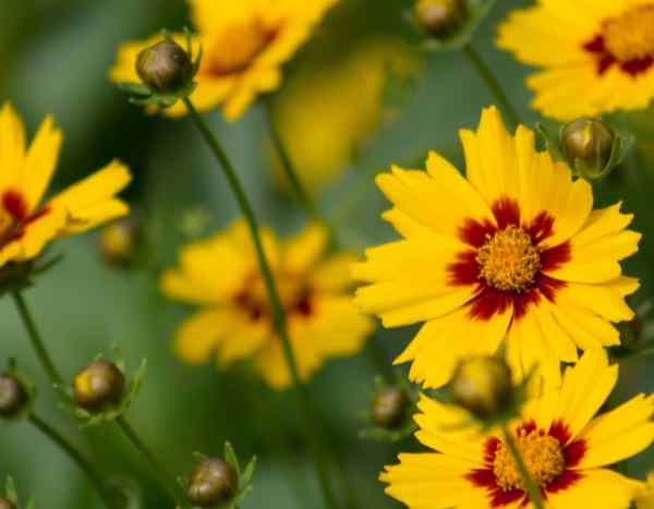Semear coreópsis: o método fácil para um verão repleto de flores