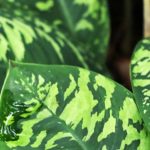 Plantas de interior que não verá na sala de estar do seu vizinho
