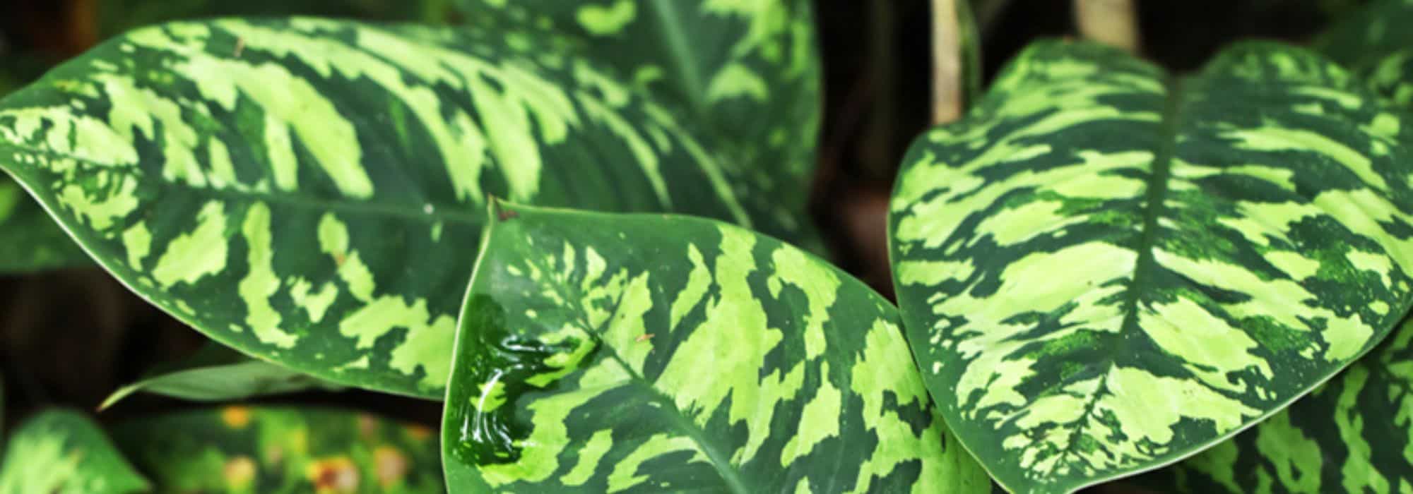 Plantas de interior que não verá na sala de estar do seu vizinho