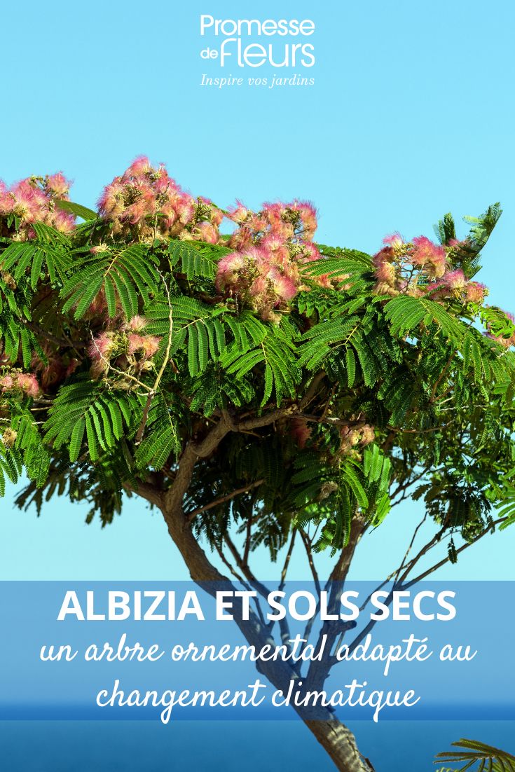 uma albízia à beira-mar