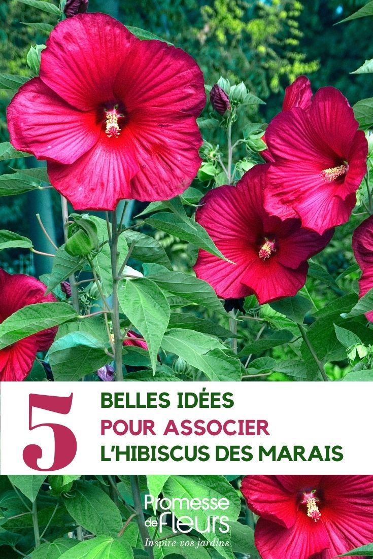 Hibisco-dos-pântanos