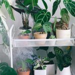 As plantas verdes mais fáceis de propagar por estaquia