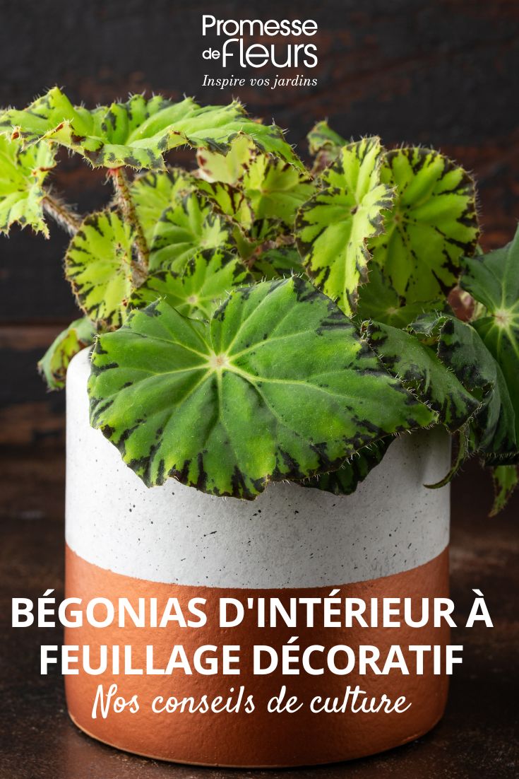 Begónia-rei Red Jive