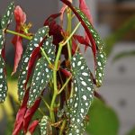 Como cultivar e cuidar das suas begónias de interior variegadas ou iridescentes?