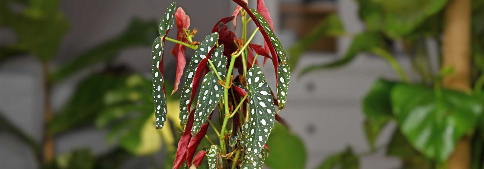 Como cultivar e cuidar das suas begónias de interior variegadas ou iridescentes?